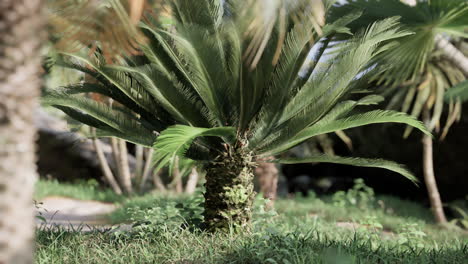 palmeras y plantas tropicales en un día soleado
