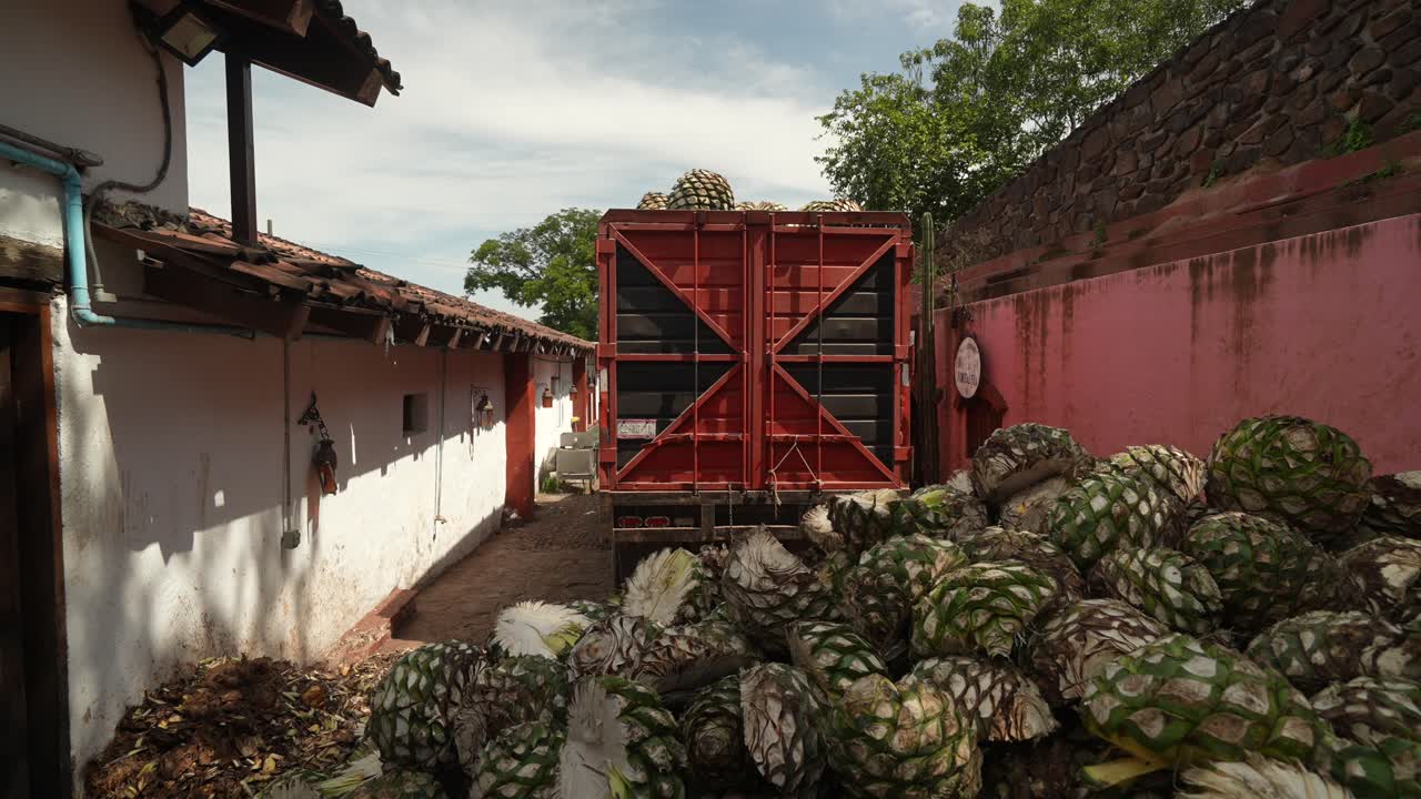 Camion rosso nello Jalisco, Messico, che arretra per iniziare lo scarico di cuori freschi di Agave Blu (Piñas) in una strada stretta. Ripresa statica generale durante un pomeriggio sereno in 4K.