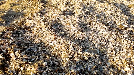 mussels shells being throwed over other dead mussels