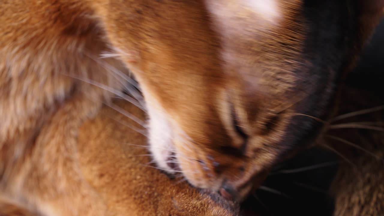 el gato limpia el pelaje con la lengua.