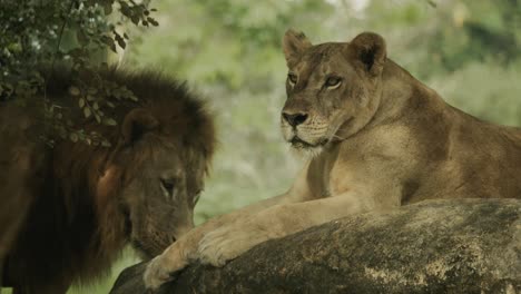 la hembra león en la roca se une a un gran y hermoso macho, listo para aparearse