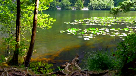 mountain pond, two tree sapling trees, lily pads and road in background