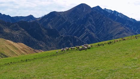 flock of sheep on sloping grassy hillside with epic otago mountains behind