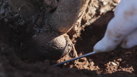 unearthing black truffle from the ground in australia