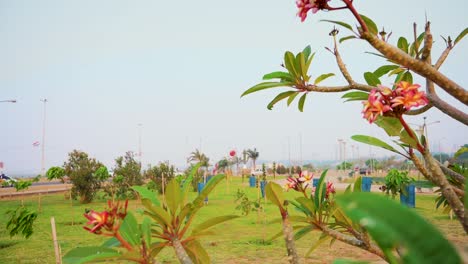 red frangipani flower blooming in a open public park