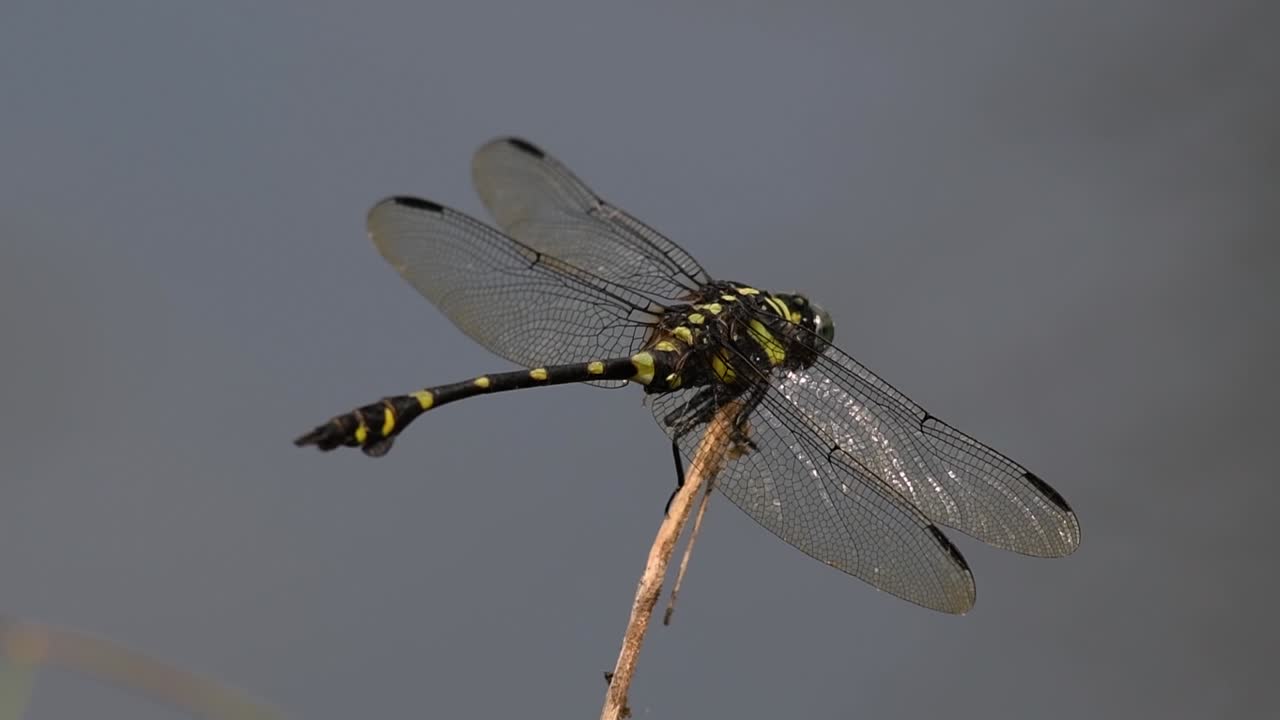 The Common Flangetail dragonfly is commonly seen in Thailand and Asia; the size can be medium and large with yellow and black as pattern. Its wings are clear accented with black lined veins