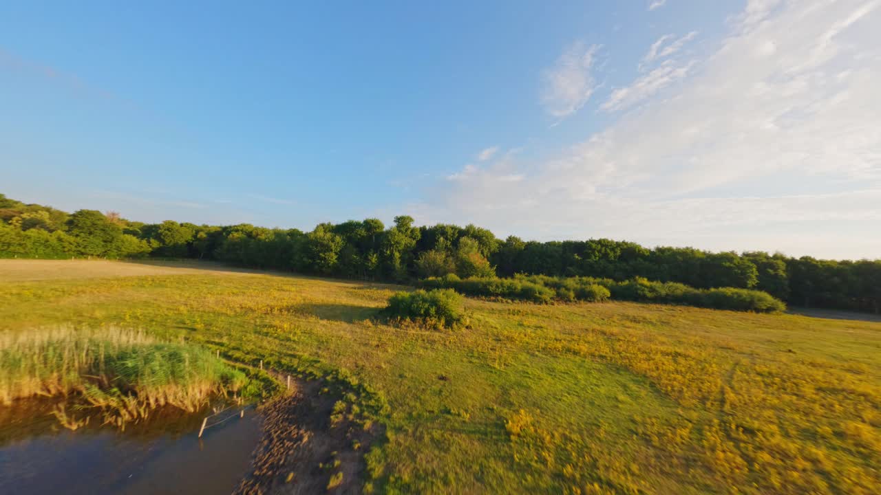 reserva natural holandesa con flores amarillas vibrantes y un grupo de caballos