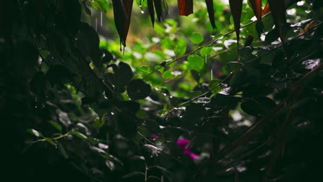 Lluvia-Cambiante:-Vista-Cercana-De-La-Lluvia-Sobre-Las-Plantas-Del-Jardín