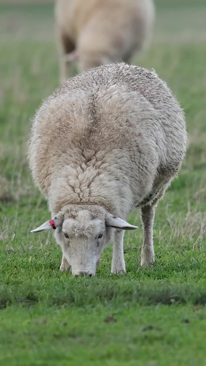 Un primo piano verticale di una pecora lanosa che mangia l'erba in un pascolo lussureggiante.
