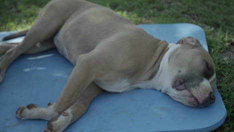 un cachorro de pit bull durmiendo en el patio