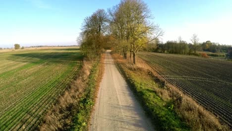 Gravel-road-between-trees-without-leaves.-Aerial-Footage