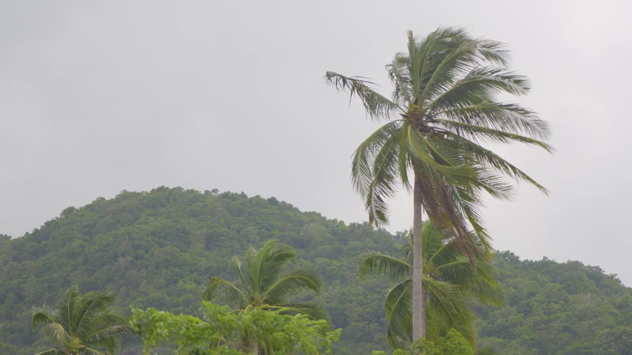 Hand-held shot of a palm tree being blown in the wind at Koh Samui, Thailand