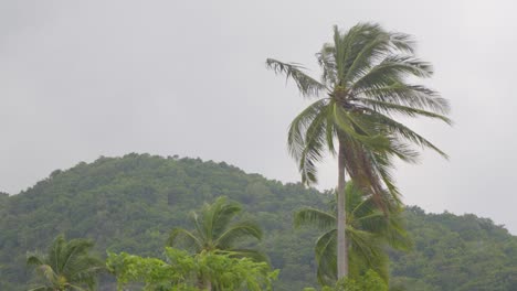 hand-held shot of a palm tree being blown in the wind at koh samui, thailand