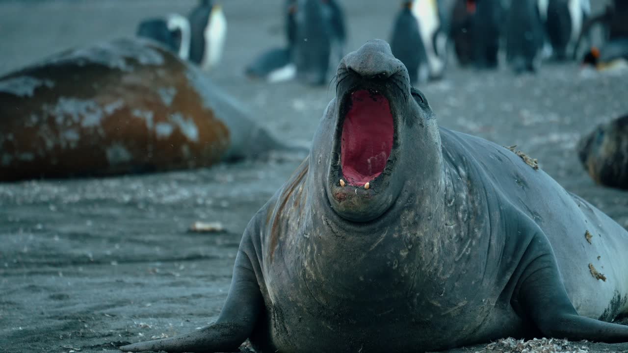 Una foca elefante mostra dominanza con un profondo ruggito sull'isola della Georgia del Sud.