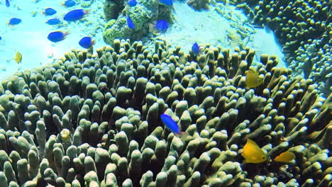 Stunning-coral-cliff-and-brightly-coloured-neon-blue-devil-fish-while-snorkelling-in-the-crystal-clear-sea-waters-of-Pulau-Menjangan-island,-Bali,-Indonesia