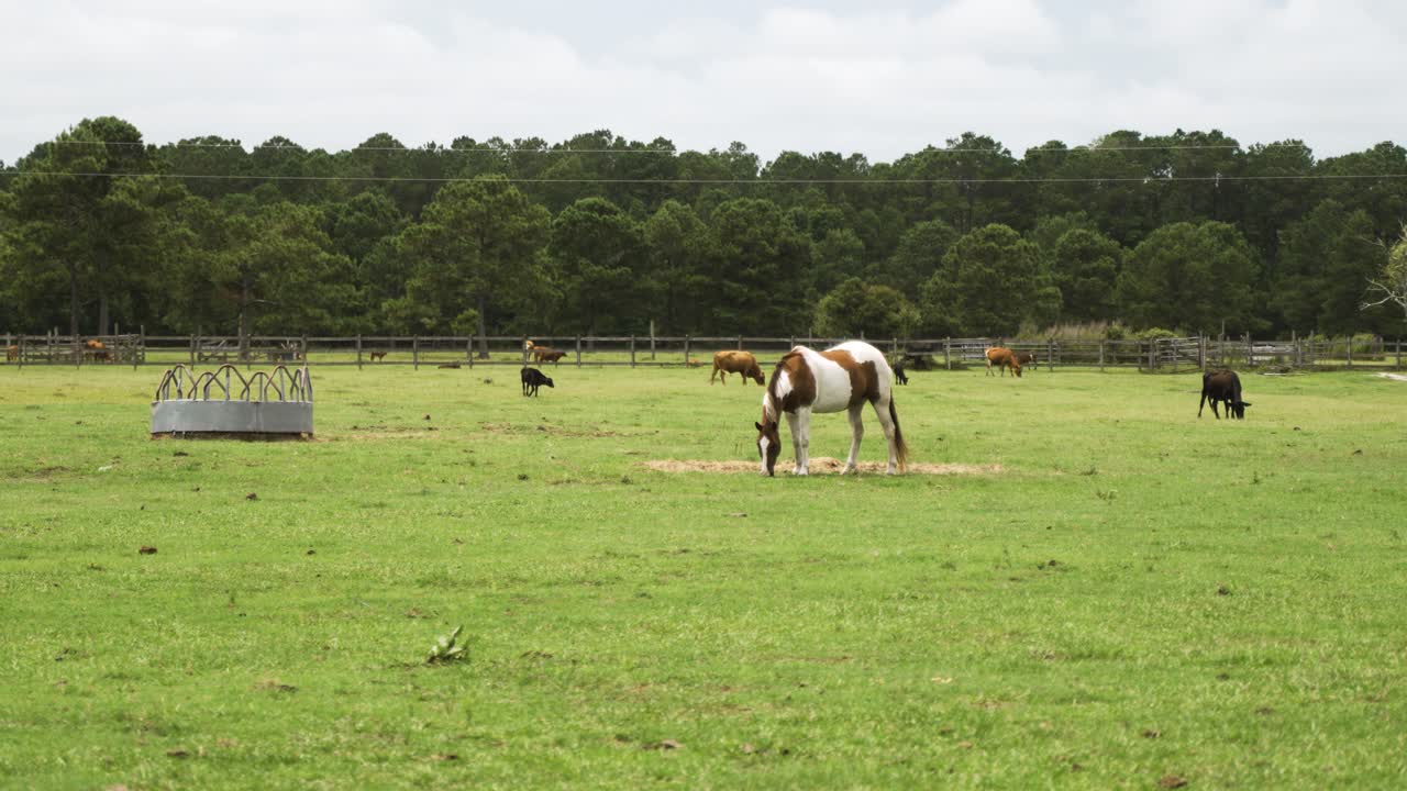pintó a un caballo pastando en un pintoresco pasto en una granja