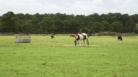 paint pinto horse grazing in a picturesque pasture on a ranch farm