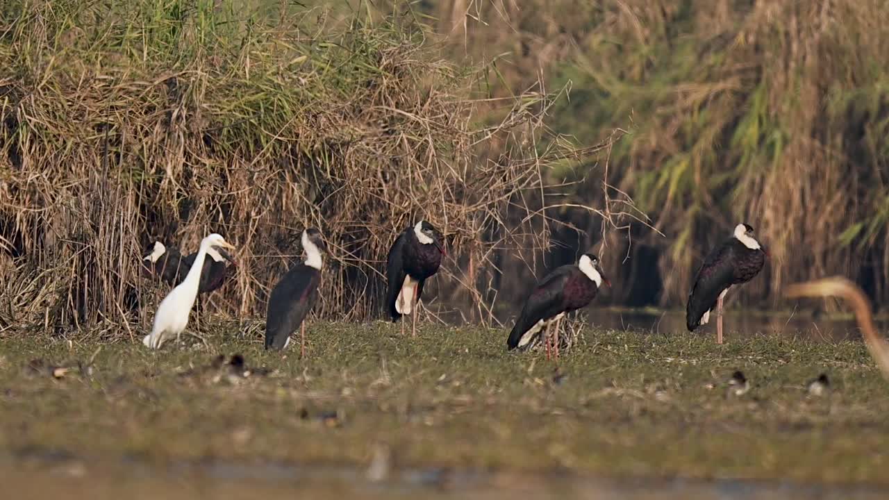 Uno stormo maestoso di cicogne dal collo lanoso si muove lentamente attraverso una vibrante zona umida, i loro colli bianchi che contrastano con la fitta vegetazione verde.