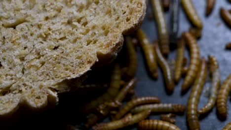 The-Mealworm-is-a-species-of-Darkling-Beetle-used-to-feed-pets-like-fish,-snakes,-birds,-and-frogs