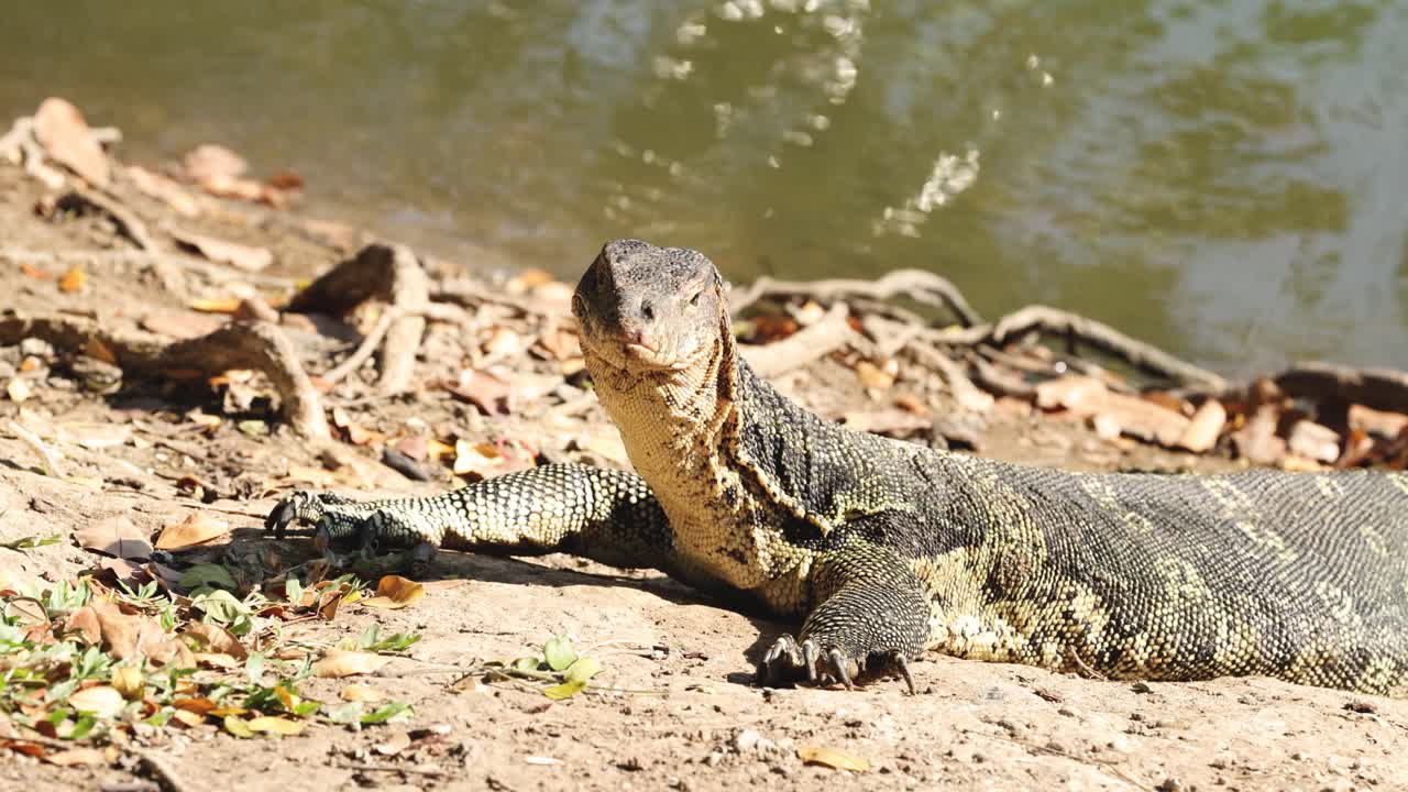 Un varano che prende il sole sulla riva di un fiume