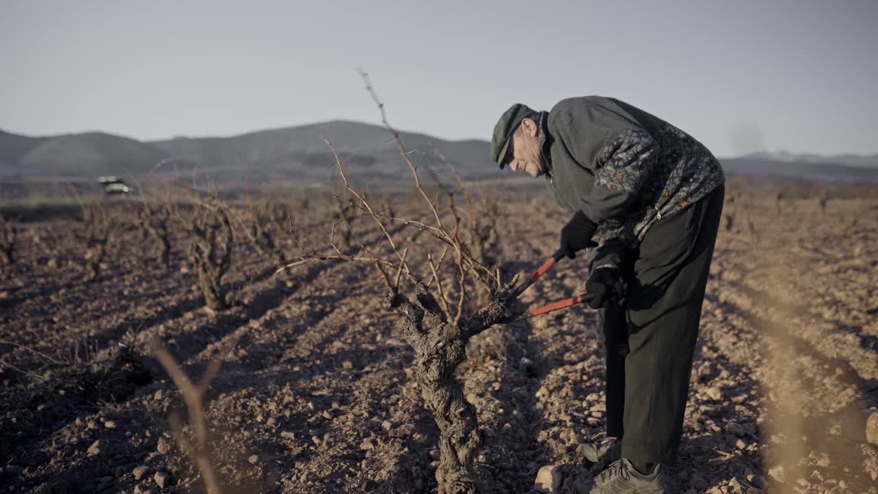 anciano cortando ramas secas en el campo