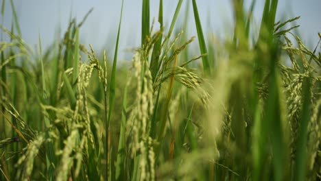 rice is the staple food in many asian countries