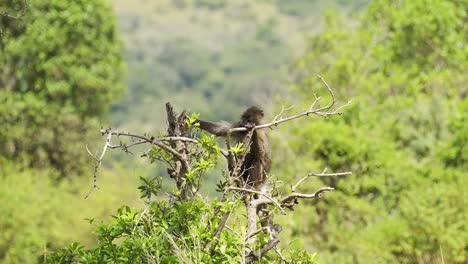 Slow-Motion-Shot-of-Lonely-Baboon-sitting-at-the-top-of-a-tree-watching-over-the-Maasai-Mara-national-reserve,-peaceful-African-Wildlife-in-natural-habitat,-Conservation-of-Africa-Safari-Animals