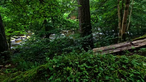 lush greenery and trees in tranquil forest setting