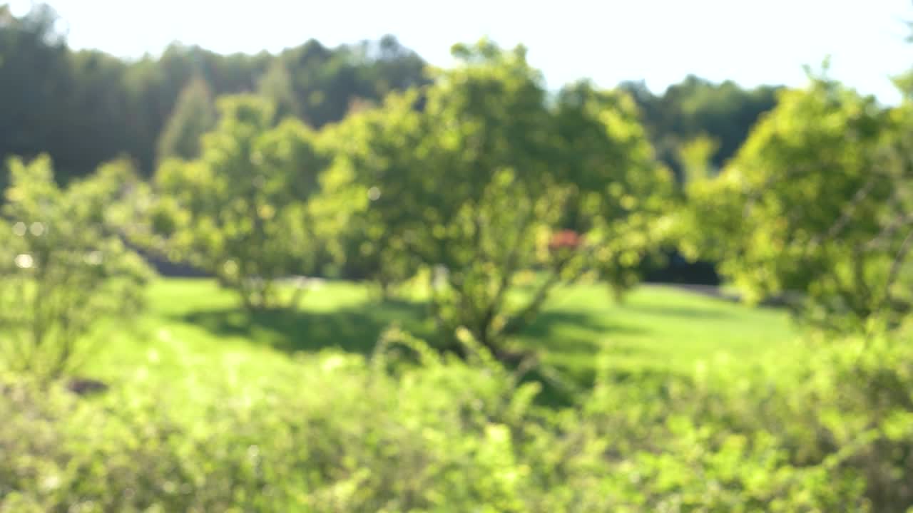 la naturaleza borrosa del verano.