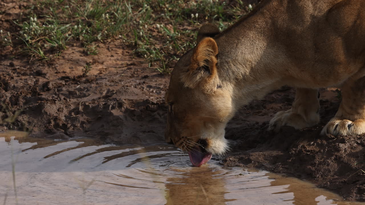 slow motion van een leeuw die water drinkt uit een plas in uganda, afrika