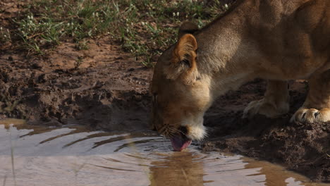 movimiento lento de un león bebiendo agua de un charco en uganda, áfrica