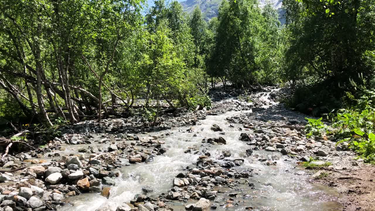 un arroyo de montaña en un bosque exuberante