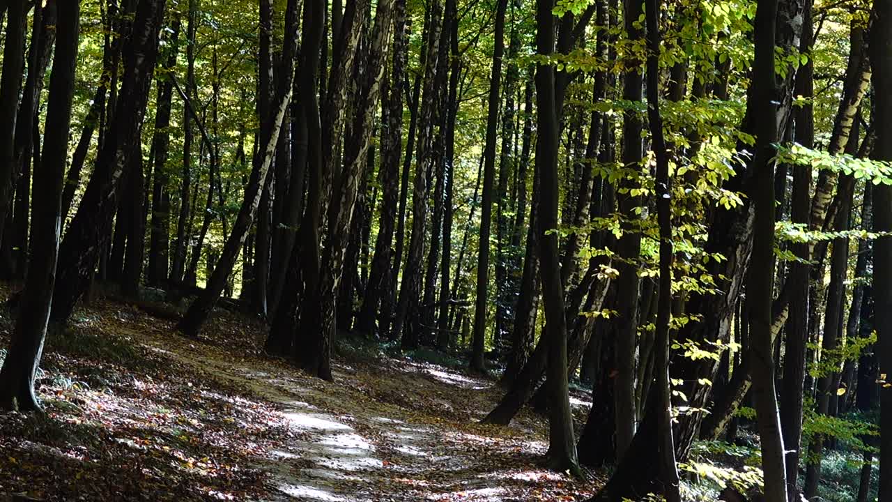 Foresta d'autunno