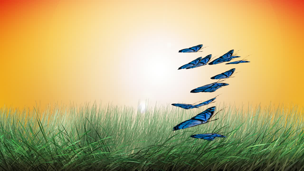 나비 애니메이션 3