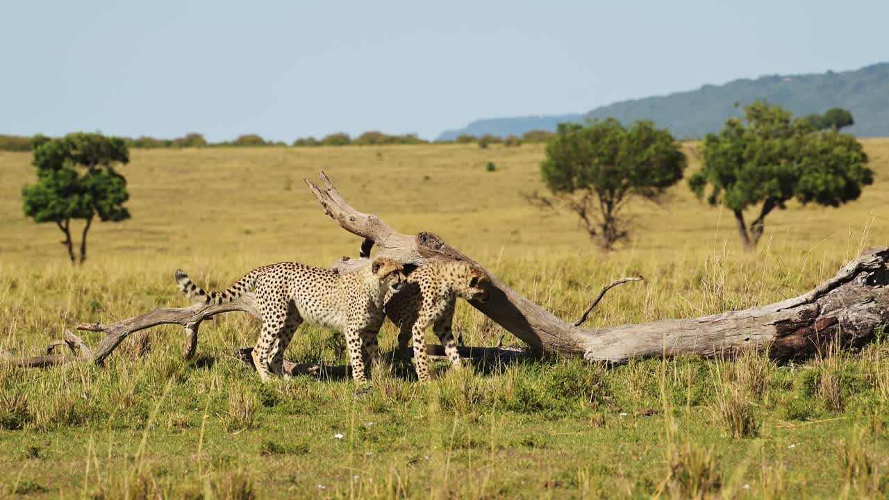 Slow Motion of Two Cheetah Cubs, Young Cute Cheetahs Playing Around Together in Africa in Masai Mara Savanna, African Wildlife Safari Animals Family in Maasai Mara, Kenya