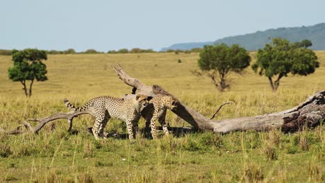 slow motion of two cheetah cubs, young cute cheetahs playing around together in africa in masai mara savanna, african wildlife safari animals family in maasai mara, kenya