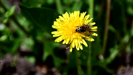 Biene-Sammelt-Pollen-Von-Gelben-Blüten