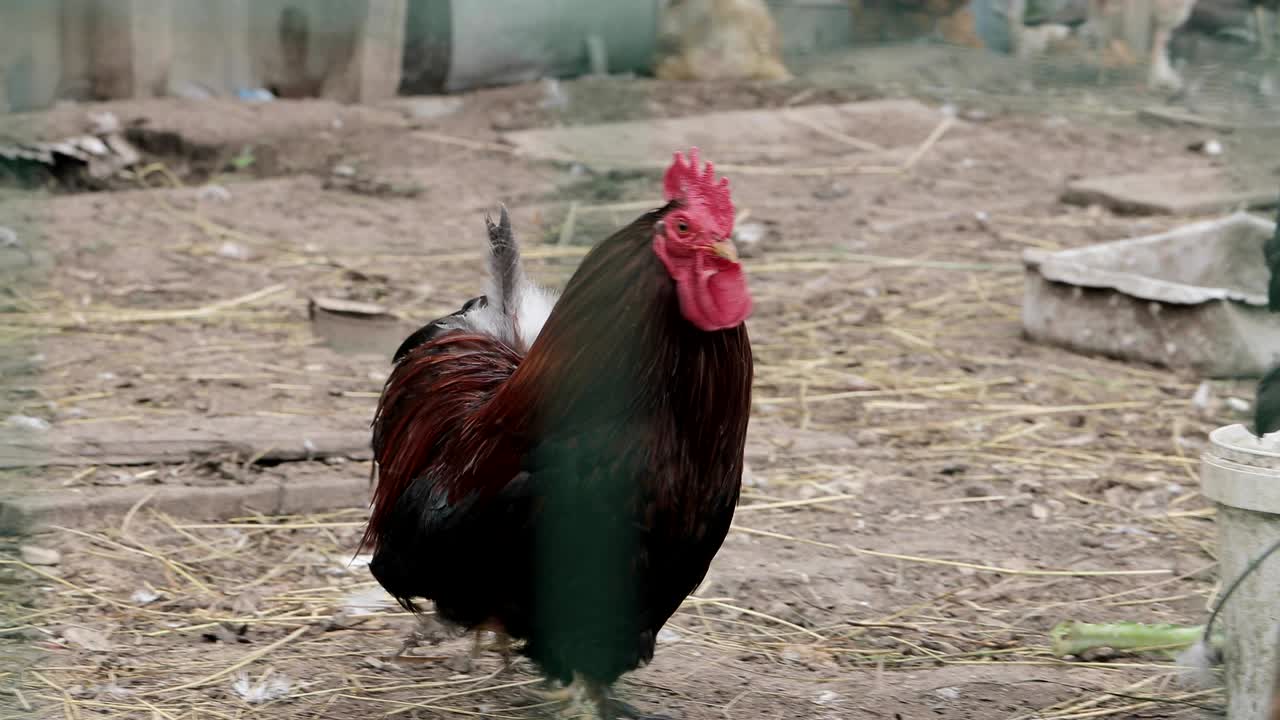 el gallo en primer plano en la granja.