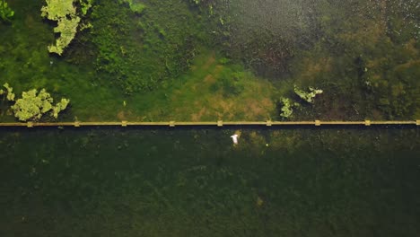 bird flying above watering trough with green moss in dublin city, ireland