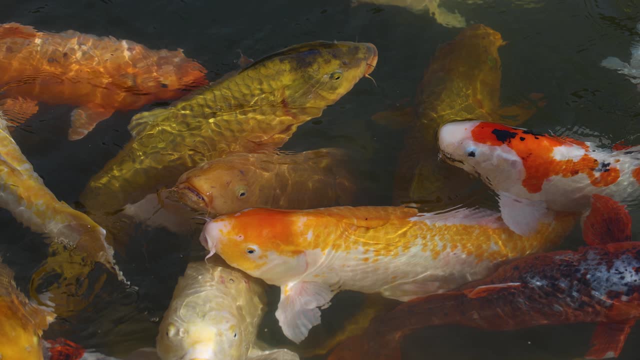 peces koi coloridos moviéndose en un estanque tranquilo