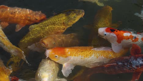 peces koi coloridos moviéndose en un estanque tranquilo