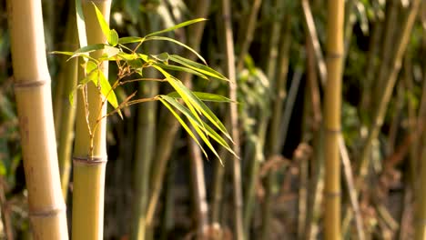 captura fija de bambú que cambia el enfoque de primer plano a segundo plano