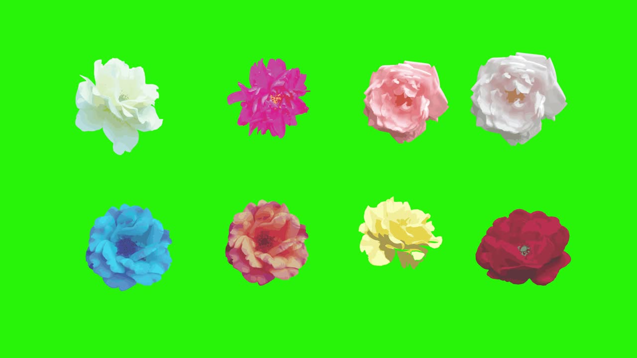 Elementos de flores de rosas coloridas en animación croma key, fuente gráfica