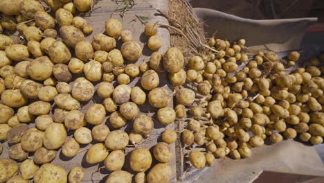 the potatoes moving on the conveyor belt are cleaned and sorted.