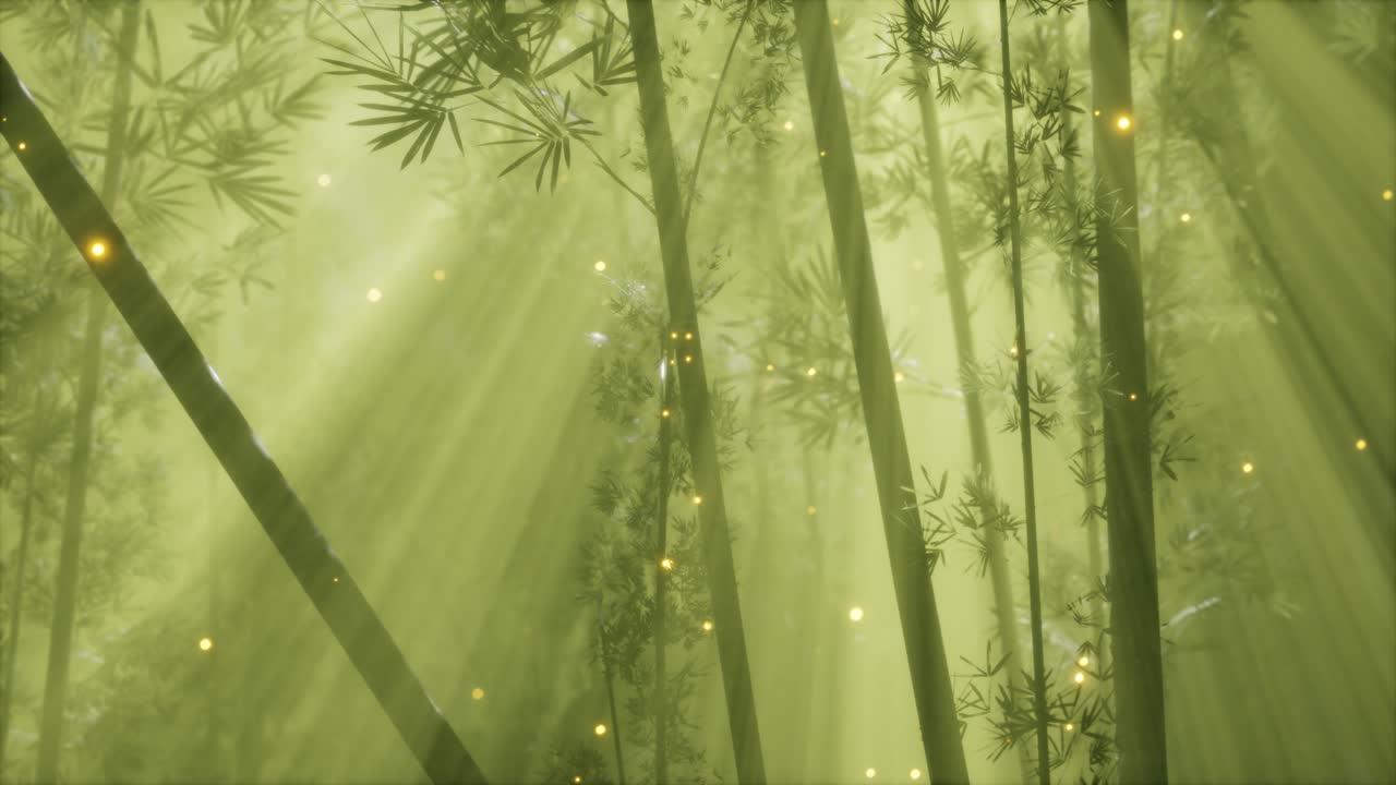 아시아 대나무 숲과 아침 안개 날씨