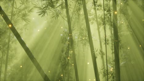 asian bamboo forest with morning fog weather