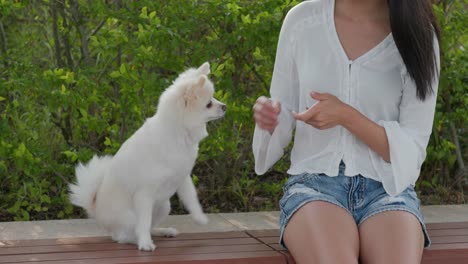 pomeranian dog and woman outdoors