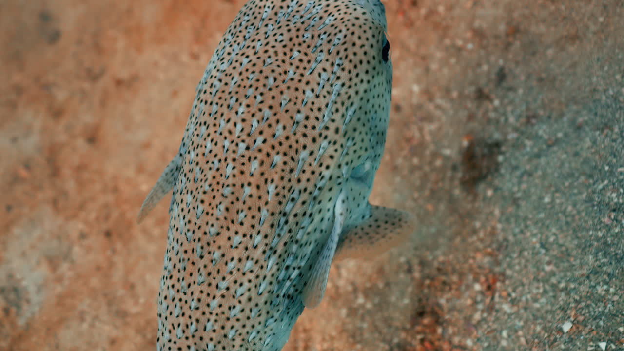 Spotted Pufferfish