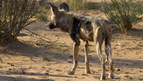 Wildhunde-Afrika-Natur-Tierwelt-Tiere-Spiel