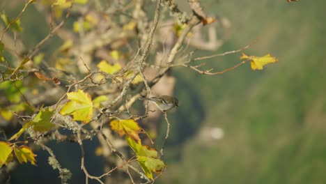 small passerine chaffinch bird perched on tree branch with green valley in background